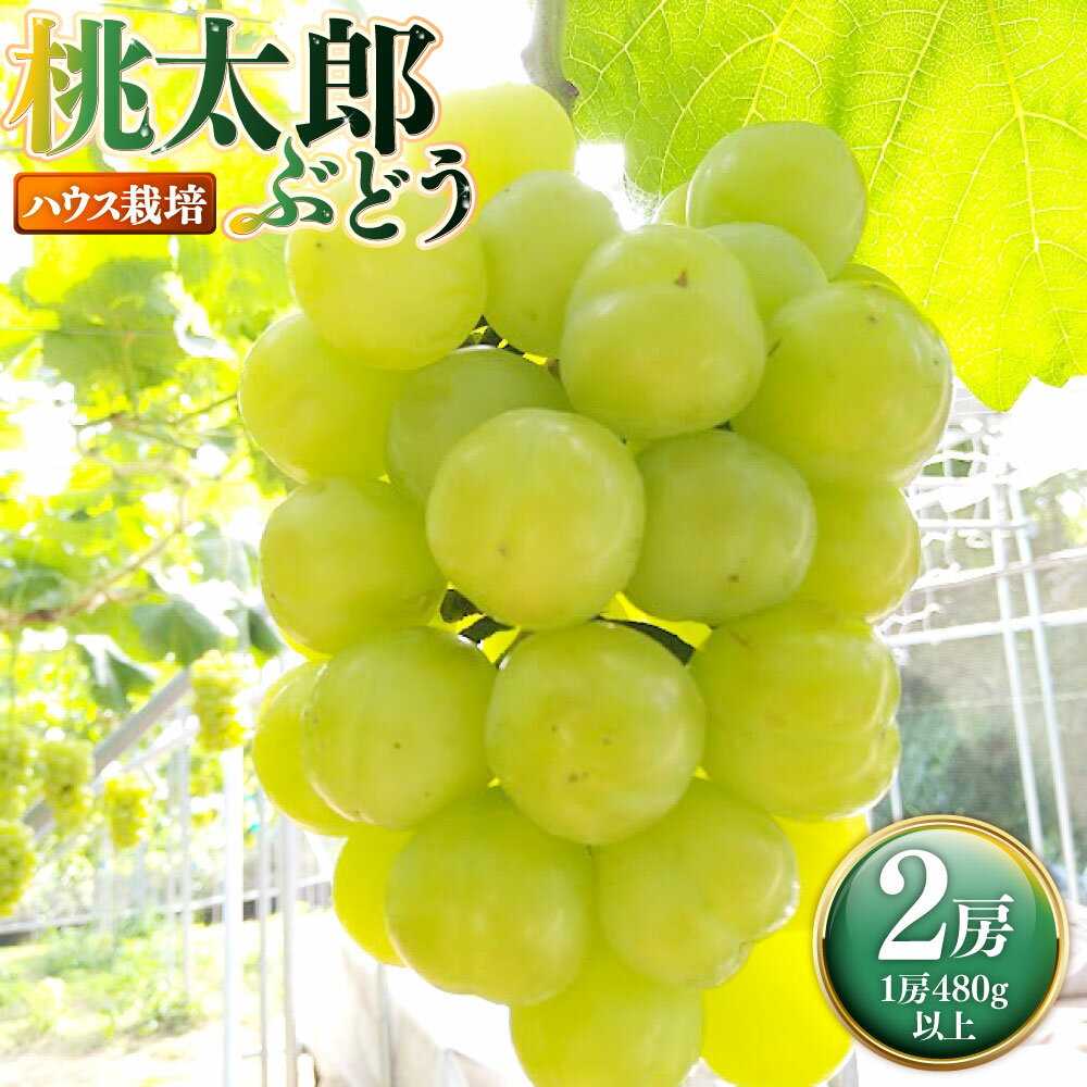 【ふるさと納税】岡山県産 桃太郎ぶどう 2房（1房480g以上） ハウス栽培 ぶどう ブドウ 葡萄 フルーツ くだもの 果物 果実 デザート 冷蔵 国産 岡山県 奈義町 送料無料 【2026年7月上旬～8月下旬発送予定】