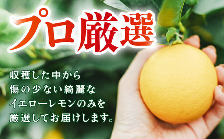 【贈答用】マイヤーレモン 5kg&nbsp;/ レモン れもん 檸檬 果汁 柑橘 フルーツ ふるーつ 果物 くだもの / 諫早市 / 山野果樹園[AHCF014]