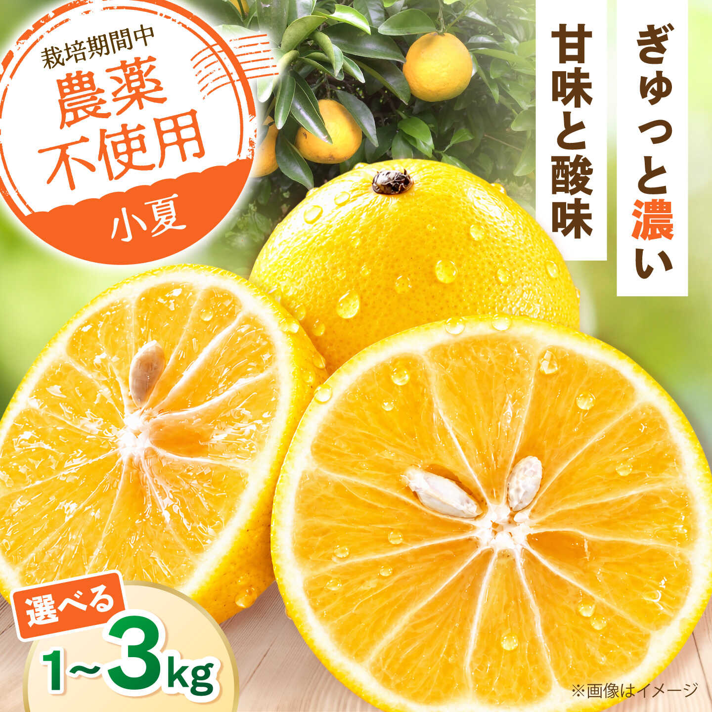 【ふるさと納税】【先行予約】【選べる内容量】自然栽培小夏 1kg/1.5kg/2kg/3kg 〈2027年4月1日～6月30日発送〉 / 柑橘 自然 1キロ 1.5キロ 2キロ 3キロ 土佐市 【有限会社四万十くじら】[BQBR013]