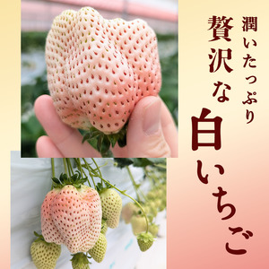 【訳あり】冷凍いちご 白いちご 1kg入り 冷凍 フローズン 果物 デザート イチゴ 苺