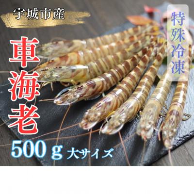 ふるさと納税 宇城市 【特殊冷凍】車海老500g (大サイズ厳選品)(12~16尾)水揚げ即真空パック&amp;瞬間冷凍で鮮度抜群