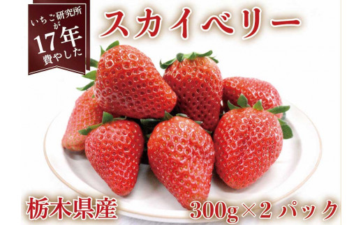 [12月中旬より順次発送予定・いちご研究所が17年費やした] スカイベリー600g｜いちご イチゴ 苺 フルーツ 果物 産地直送 栃木県産 矢板市産 先行予約 [0420]