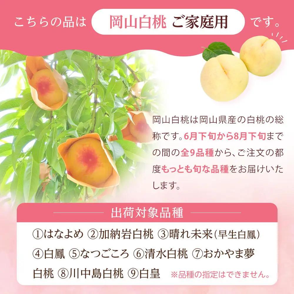 2027年 先行予約 ご家庭用 岡山   白 桃   早生　中生種 約1.4kg（4～6玉）|　桃