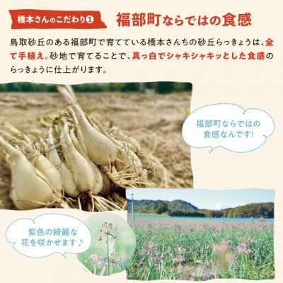 ふるさと納税 鳥取市 橋本さんちの砂丘らっきょう甘酢漬け 800g |  | 01