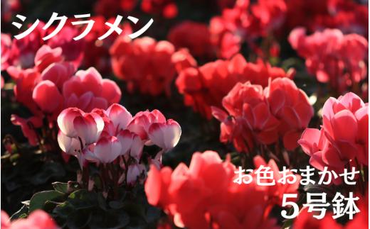 シクラメン (お色おまかせ)  5号鉢　【花】　＜11月上旬～11月下旬頃発送＞