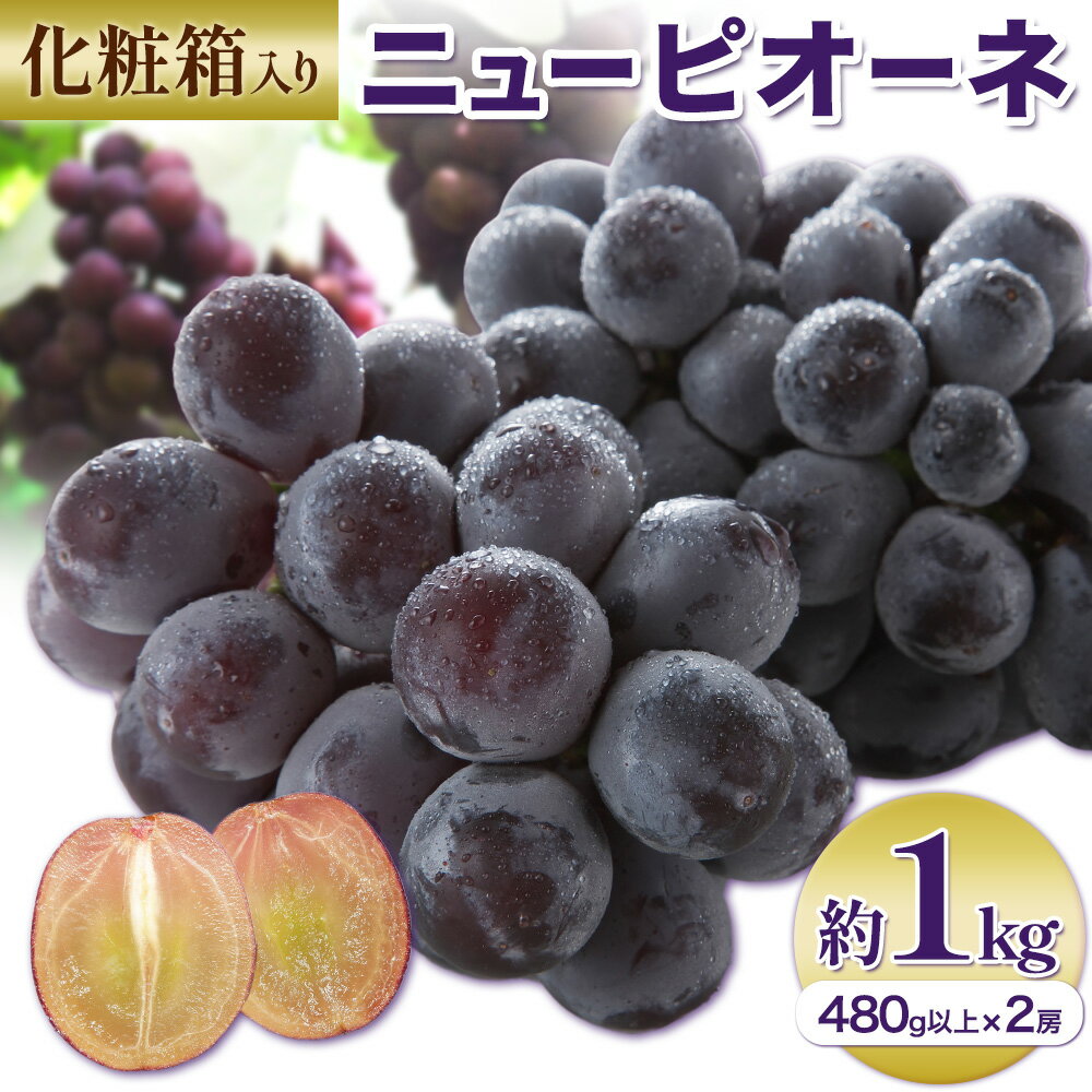 【ふるさと納税】【2025年先行予約】ニューピオーネ 1房480g以上 約1kg 2房 化粧箱入り 株式会社山博《2025年8月下旬-10月上旬頃出荷》岡山県 笠岡市 ぶどう フルーツ ギフト 贈答用 旬 果物 国産 岡山県産 送料無料 【配送不可地域あり】