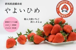 群馬県前橋市産いちご　「やよいひめ」　(約1600g) 2025年群馬県いちご品評会入賞！ 2027年 先行予約