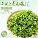 【ふるさと納税】冷凍ぶどう山椒 （初期から中期品）250g / 山椒 さんしょう 香辛料 調味料 薬味 冷凍 ぶどう山椒 生山椒 和歌山県 紀美野町 生実山椒