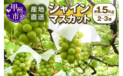 甲州市産 産地直送 シャインマスカット 約1.5kg（2～3房）【2026年発送】（SSI）B13-1830【シャインマスカット 葡萄 ぶどう ブドウ 令和8年発送 期間限定 山梨県産 甲州市 フルーツ 果物】