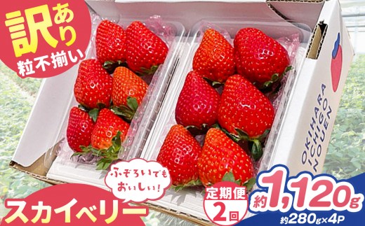 【定期便2回】訳あり 粒不揃い スカイベリー 1,120g (280g×4P)  | 栃木県 矢板市 澳原いちご農園