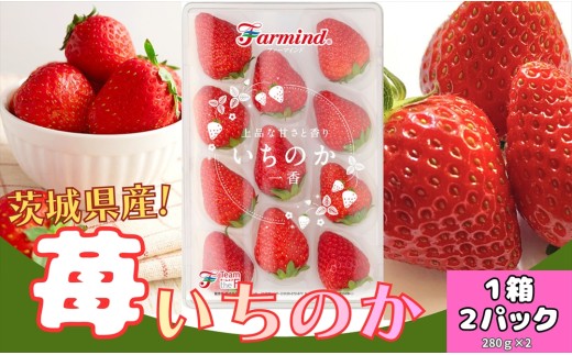 茨城県産いちご いちのか 大粒から中粒いちごパック 2パック入り箱｜ファーマ村 ファーマインド いちご いちのか かおりの スイーツ フルーツ 果物 [1890]