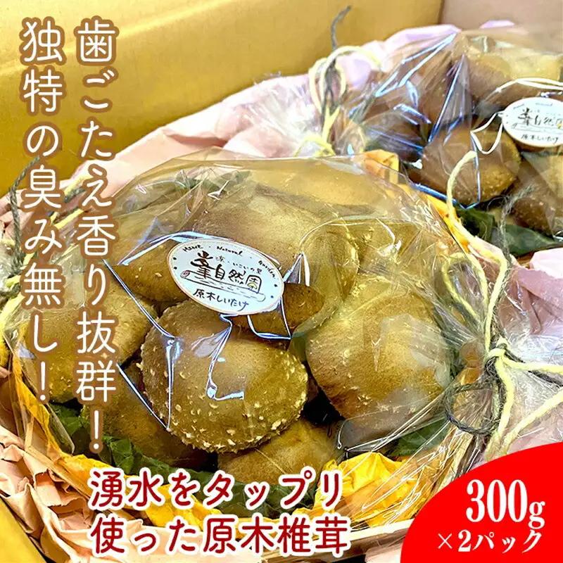 小田原の里山で湧水を贅沢に使って育てた原木生椎茸(300g×2パック)【野菜 きのこ キノコ 茸 シイタケ しいたけ 贈答用 ご家庭で 原木栽培 おすそ分け 神奈川県 小田原市 シイタケ】