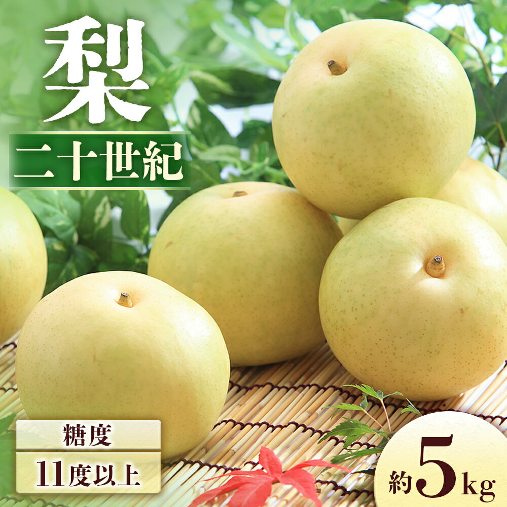 【ふるさと納税】＜先行予約＞梨 二十世紀 約5kg[8〜16玉]　※2025年9月中旬〜9月下旬発送予定※