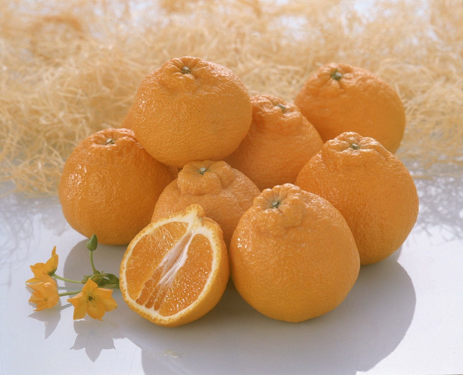
            【2026年4月より出荷】則村園産 不知火 約4.8kg 15～20個
          