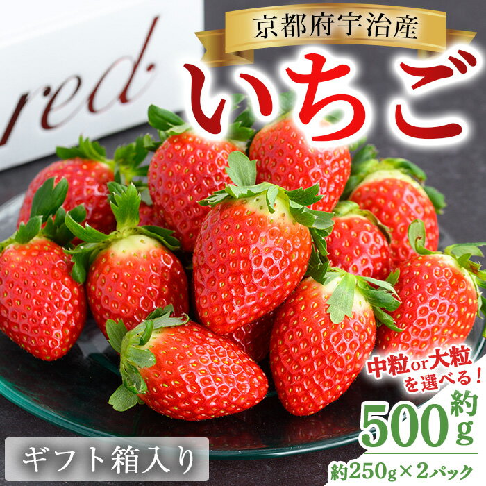 【ふるさと納税】＜中粒か大粒を選べる＞京都府宇治市産いちご(各計約500g・約250g×2パック・ギフト箱入り) 苺 イチゴ 果物 くだもの フルーツ 【uj-FL002】【red】