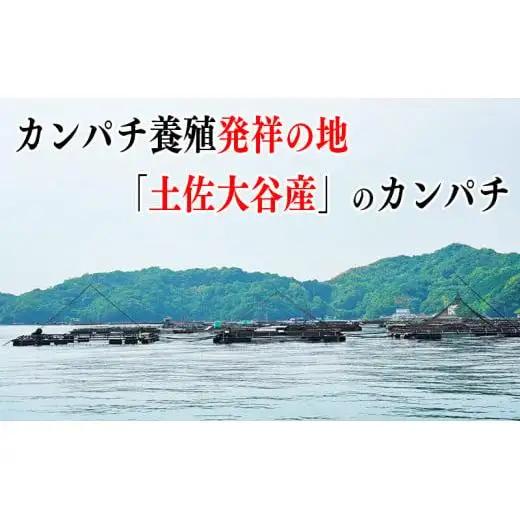 【 カンパチ 】 カンパチ 1節