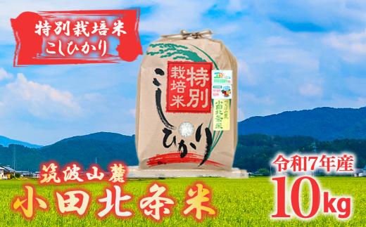 令和7年産 特別栽培米コシヒカリ小田北条米 10kg【 米 お米 こしひかり コシヒカリ 特別栽培米 白米 精米 10kg 】