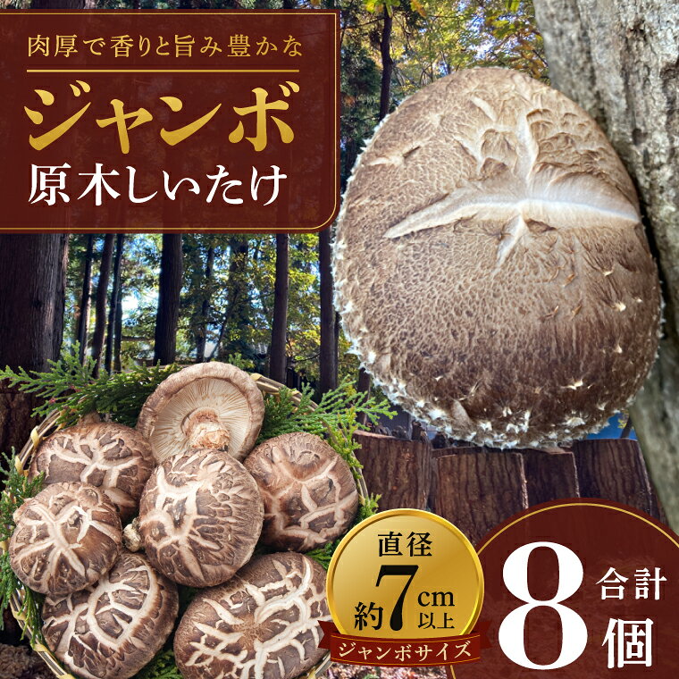 【ふるさと納税】10月下旬～3月下旬発送 茨城県水戸産 ジャンボ原木しいたけ 4個×2袋 生しいたけ 椎茸 シイタケ きのこ キノコ にく丸 希少 栄養豊富 水戸市 茨城県（OD-1）