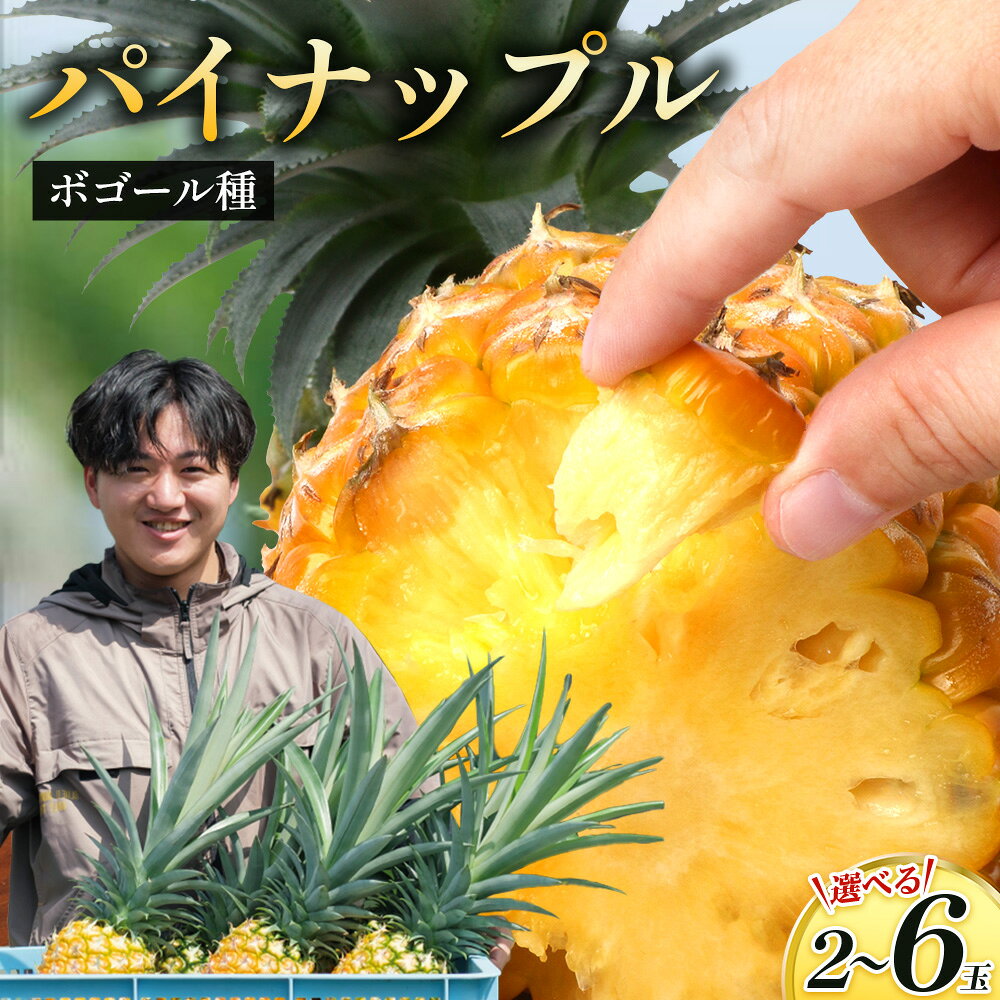 【ふるさと納税】【2027年先行予約・数量限定】選べる内容量（2玉～6玉）パイナップル/ボゴール種 ｜パイン パイナップル パインアップル フルーツ ボゴールパイン スナックパイン 産地直送 送料無料 鹿児島県 南大隅町 株式会社デラセーラ