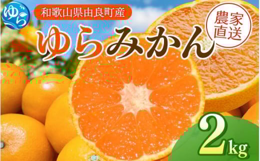 【先行予約】ゆらみかん 2kg ※2025年12月上旬頃から順次発送予定 / 温州みかん 和歌山県 柑橘 みかん 甘い 蜜柑 フルーツ 果物 くだもの 食品 人気   おすすめ 送料無料 産地直送 由良町【kzmn019】