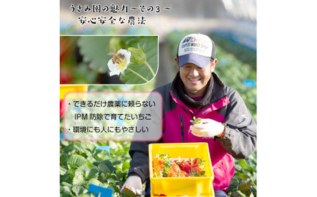 【1月発送】畑のいちご【やよいひめ】2パック