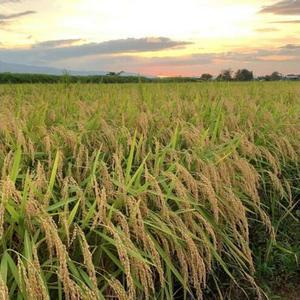 新潟県 清里産コシヒカリ 10kg 上越市　白米　こめ　新潟 新潟県産 上越