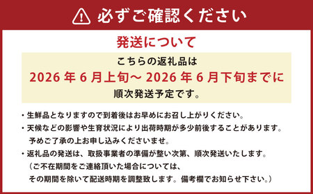 肥後グリーン 1玉 約1.3kg以上 果物 くだもの フルーツ メロン 【2026年6月上旬～2026年6月下旬迄順次発送予定】