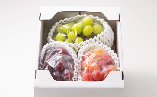 1064.【先行受付】訳あり大粒ぶどう3種セット(10月中旬～11月発送予定)