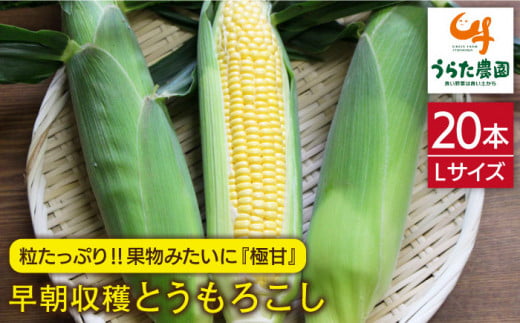 【先行受付】果物 みたいに 極甘 ！ 早朝 収穫 とうもろこし Lサイズ (300g)×20本【2026年6月中旬以降順次発送】 糸島市 / 有限会社ウラタ農園 [ALI002]