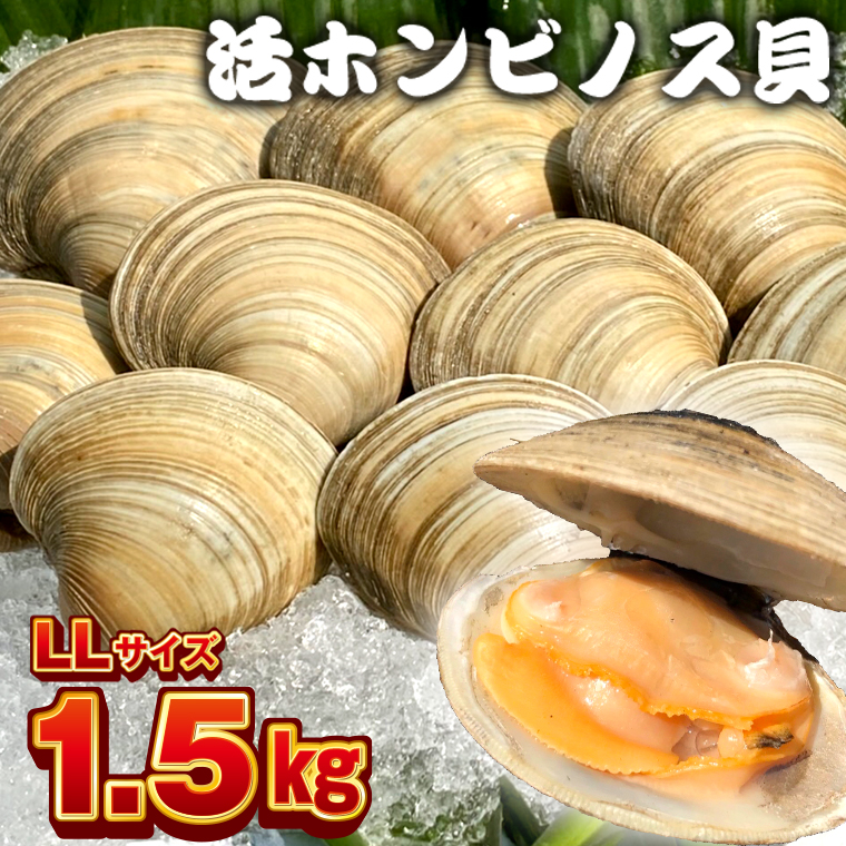 BK-6LLx 漁師直送！活ホンビノス貝1.5kg（LLサイズ）