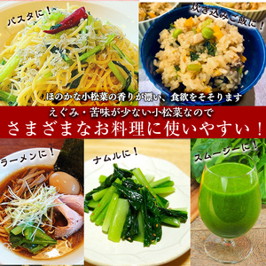 【期間限定・訳あり】志布志湾小松菜ゴールド(計1kg・200g×5袋) 小松菜 こまつな こまつ菜 野菜 やさい 小分け パスタ ナムル スムージー ラーメン 炊き込みご飯 期間限定 訳あり 訳アリ 