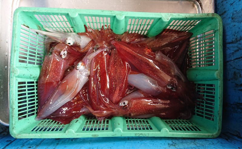 
                  イカ 刺身用 約720g 烏賊 いか 魚介 魚介類
                