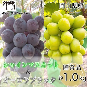 ぶどう 2026年 先行予約 農家こだわりの シャイン マスカット ＆ オーロラブラック 2房 合計約1.0kg 贈答クラス  岡山県産 シャインマスカット