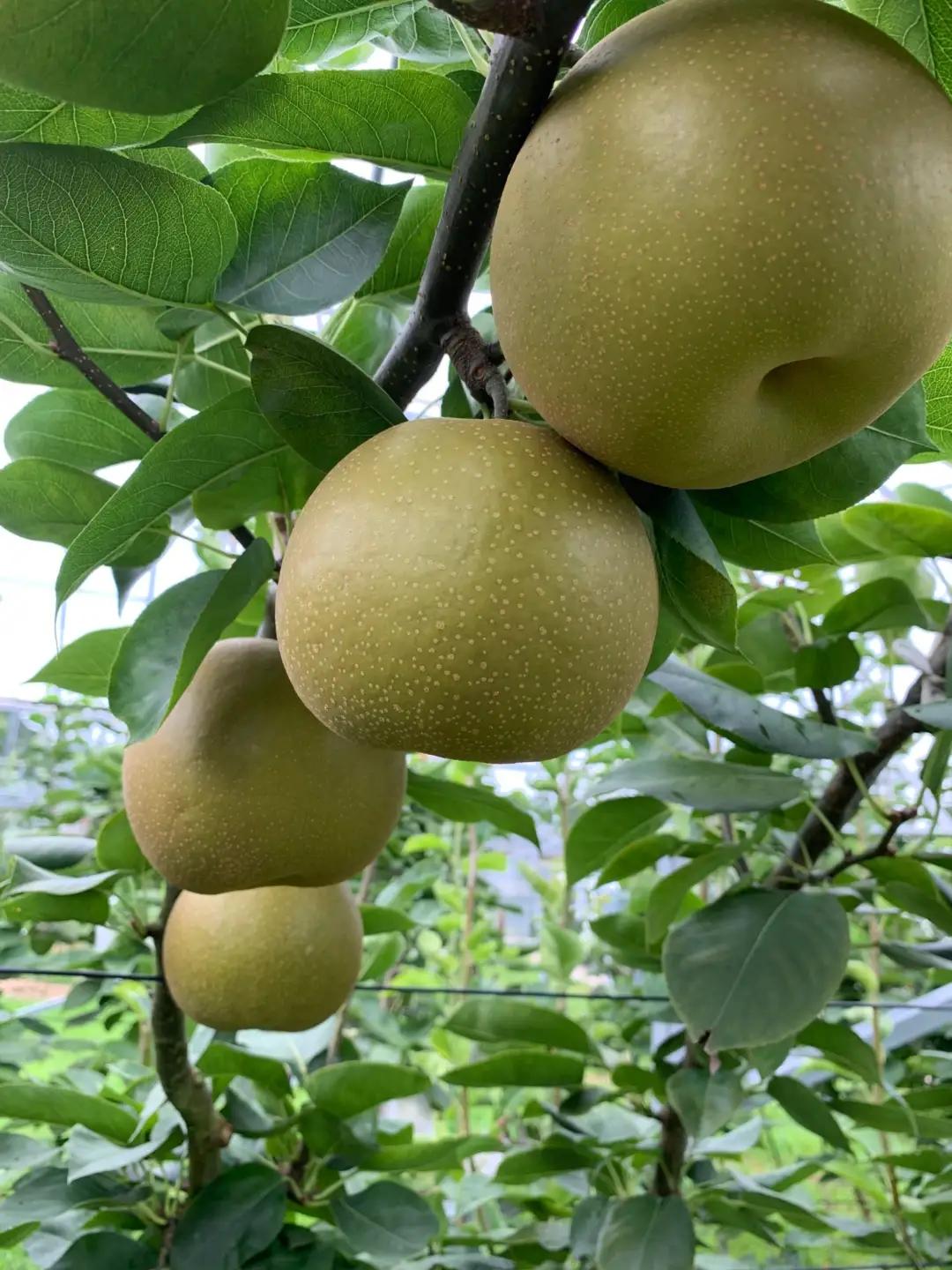 【令和8年産先行予約】伊万里梨「甘太」 約5kg 178-B94