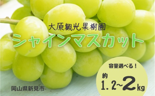 
                  容量選べる！ 大原観光果樹園 シャインマスカット 【先行予約 2026年9月中旬から順次発送】
                