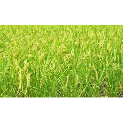 ふるさと納税 那賀町 那賀町相生産あきさかり玄米10kg |  | 01