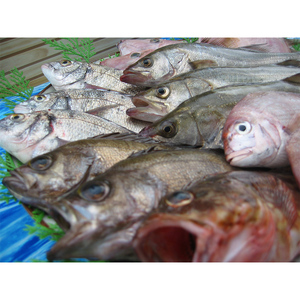 ［頒布会6回］瀬戸内海産の海産物の詰め合わせ（下処理アリ）