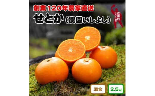 
                  せとか 2.5kg サイズ混合 お試し用 10000円 【 創業120年 農家直送 】 ※2027年3月中旬から4月上旬に順次発送予定 / 春 みかん 柑橘 くだもの 果物 果実 フルーツ 王様 晩柑 プレミアム 最高峰 【isy014-ota-2d5A】
                
