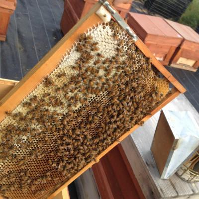ふるさと納税 稲沢市 もちの木はちみつと百花はちみつ　500g　各1本セット |  | 01