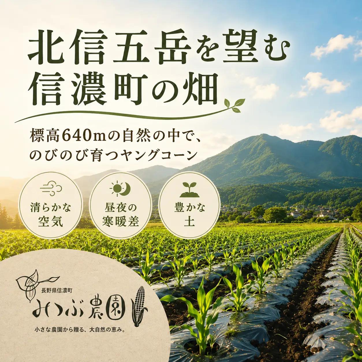 【令８年７月７日迄】朝採れヤングコーン20本｜ひげまで甘い！自然循環農法で育んだ旬を直送