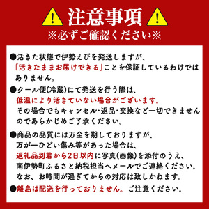 【伊勢海老】 伊勢海老 約800～900g 2～5尾
