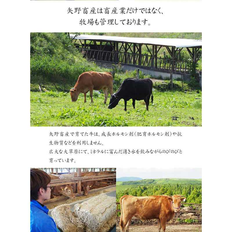 【矢野畜産】詰め合わせBセット 産地直送 くまもと 国産 熊本 阿蘇 和牛 あか牛 褐毛和種 あかげわしゅ 赤身 旨み凝縮 切り落とし 500g すき焼き しゃぶしゃぶ 500g 計1kg 矢野畜産 