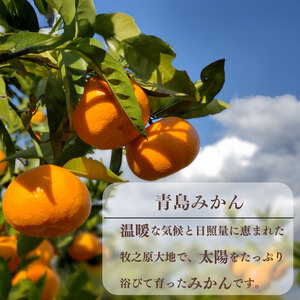 【期間限定発送】青島 みかん 5kg オレンジ みかん