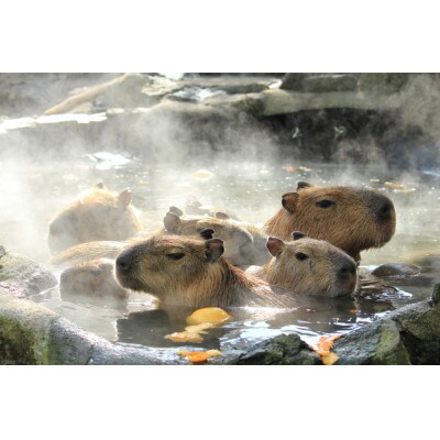 【伊豆高原】＼温泉・宿泊・体験に!/2,000円パス10枚セット