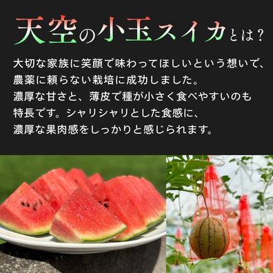 【予約受付中・7月下旬以降順次発送】 天空のスイカ 【数量限定】 すいか 西瓜 小玉スイカ 栽培期間中農薬不使用　鳴門　 甘い 小玉 果物  フルーツ ギフト 人気商品  敬老の日 　スイカ