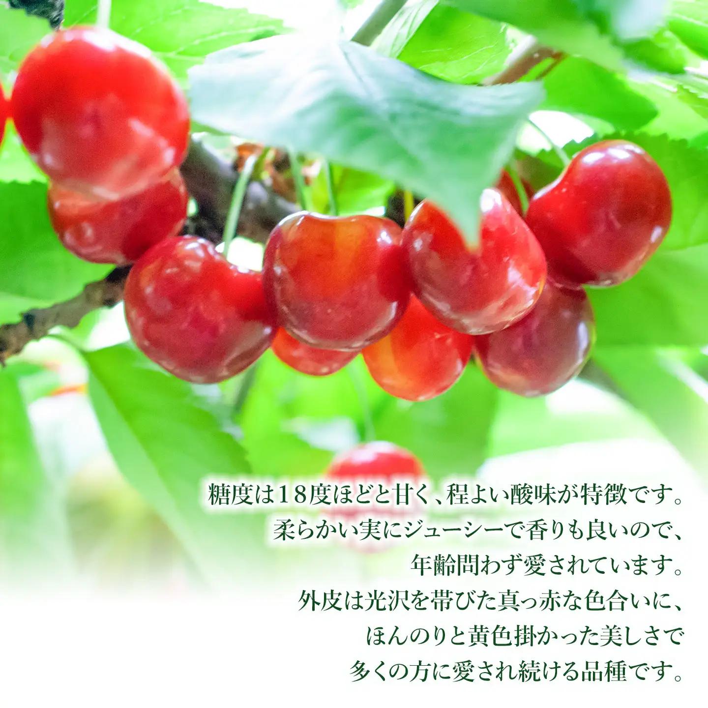 【令和9年産】さくらんぼ 佐藤錦 Lサイズ バラ詰め 1kg (500g×2)  山形県鶴岡産 鈴木弥吉さくらんぼ園 K-966