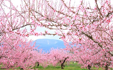 No.184 もも(川中島白桃)特秀3kg(8玉~11玉)桑折町振興公社