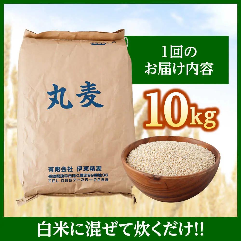 もち麦よりも『ぷりっ』とした弾力 【隔月3回定期便】長崎県産 丸麦 10kg / 麦 むぎ 雑穀 雑穀米 麦ごはん 麦飯 麦みそ 食物繊維 長崎県産 米 こめ コメ ※ / 諫早市 / 有限会社伊東精
