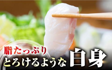 【 対馬産 】 最高級 クエ 鍋 セット （ 2～3人前 ） 《対馬市》【石川水産】 水炊き 鮮度抜群 海鮮 [WAB007]