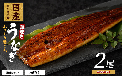 【歳末感謝！】【2025年12月21日までのご入金で年内発送】【鹿児島県産】うなぎ蒲焼じっくり焼き約250g×2尾 木目化粧箱入り(大新/020-1107) 鰻 蒲焼 国産 丑の日 うな重 無頭 ギフト ふっくら 小分け レンジ 簡単